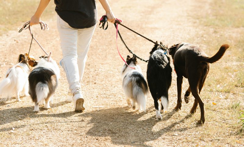 Group Walks