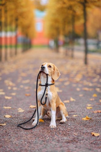 60 Min Walk